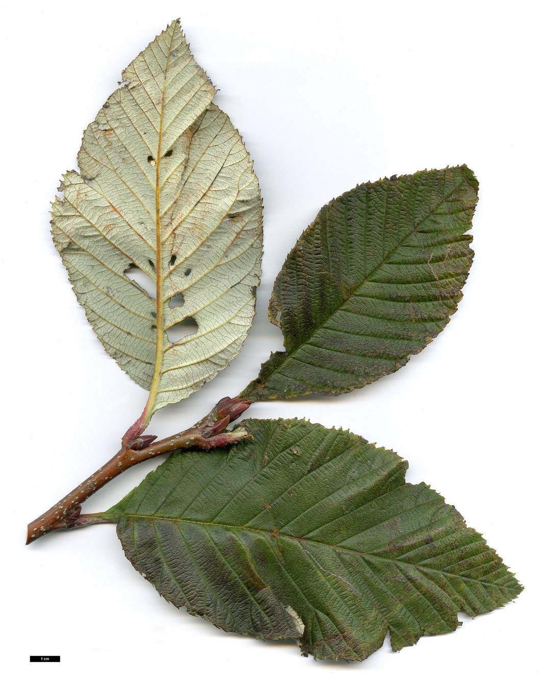 High resolution image: Family: Rosaceae - Genus: Sorbus - Taxon: aff. atrosanguinea